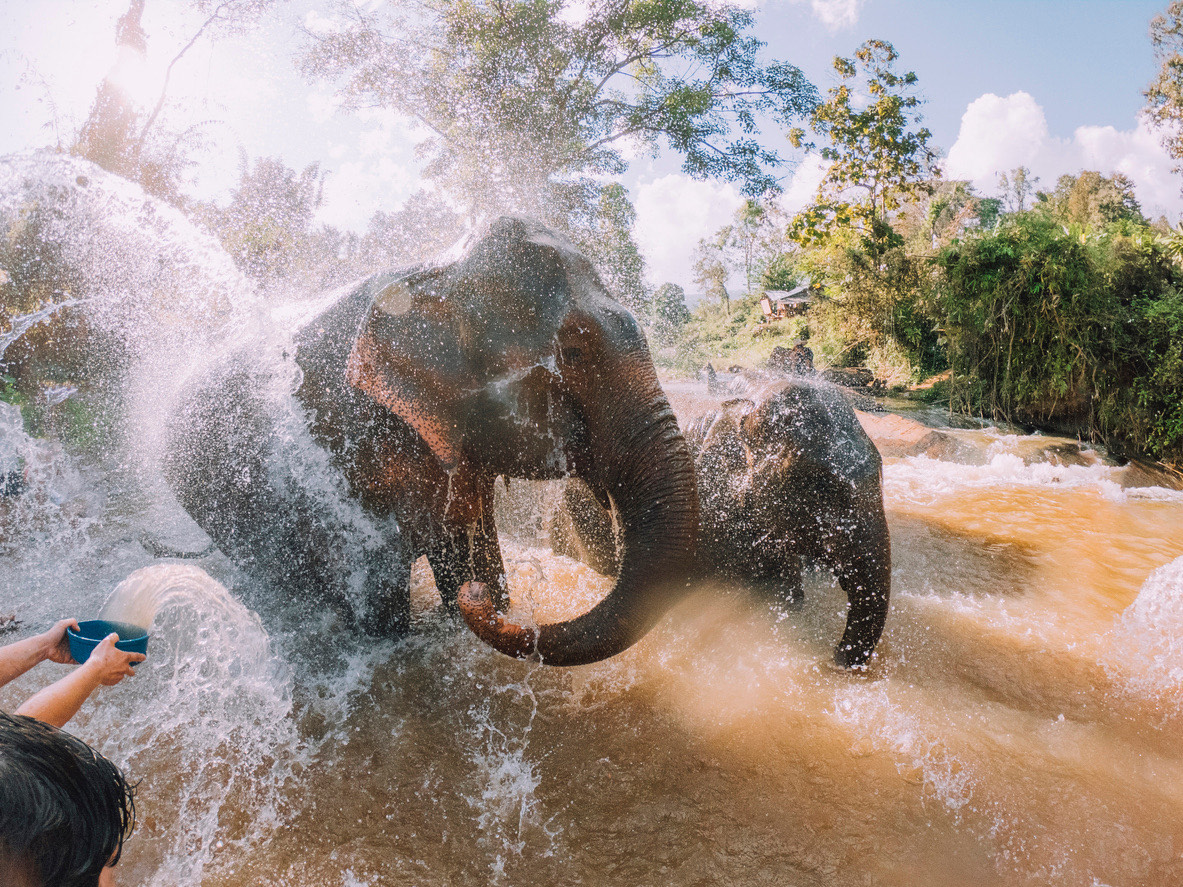 Children on field trip with elephants